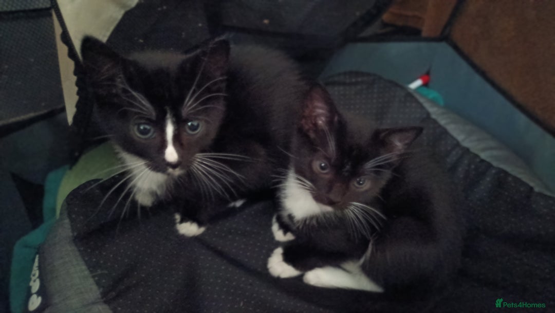 Mixed Breed cats for sale: Adorable kittens  - Image 7