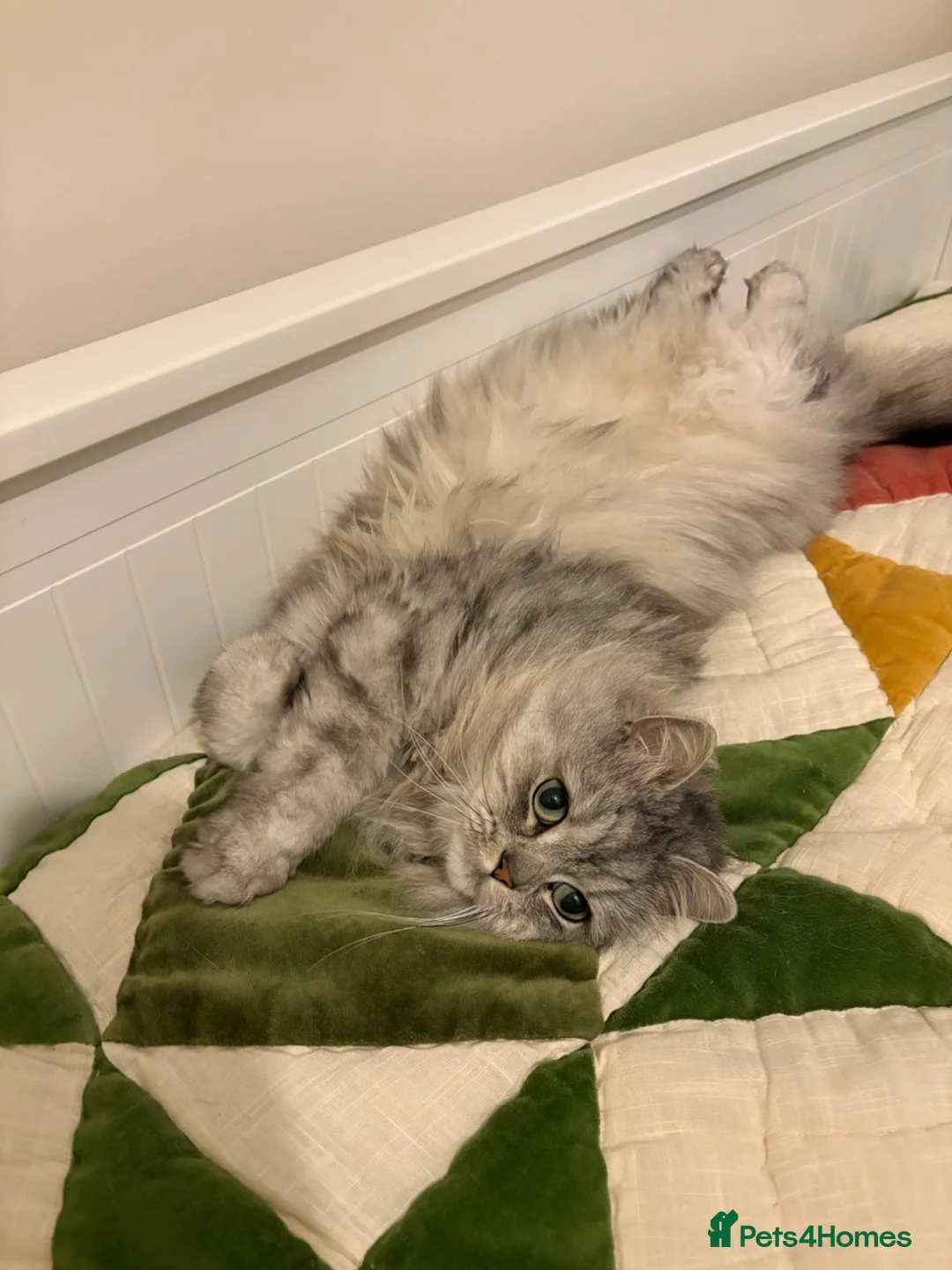 Persian cats for sale: Persian chinchilla cross  in Llanfairpwllgwyngyll - Advert 5
