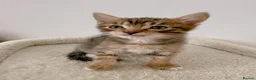 Mixed Breed cats for sale: Tiger, tabby mackerel male kitten - Advert 5