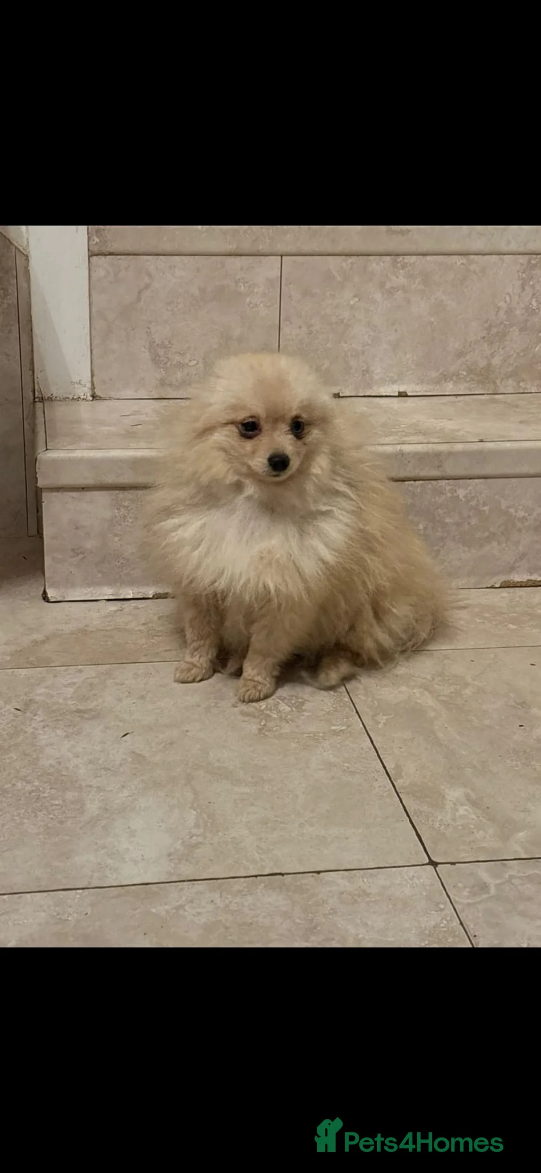 Pomeranian dogs for sale: Male pomerain boys  - Advert 6