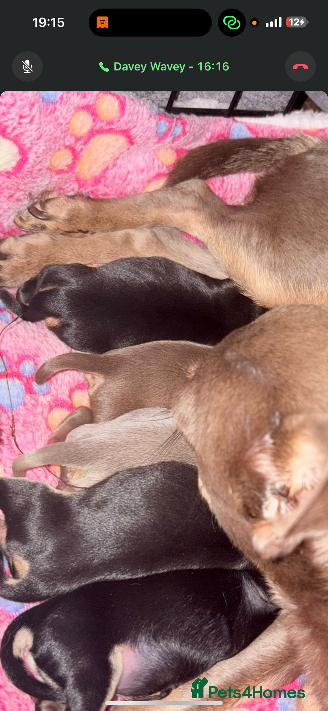 Chihuahua dogs for sale: 3 gorgeous boys  - Image 8