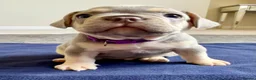 French Bulldog dogs for sale: Beautiful French Bulldog Puppies  - Advert 11