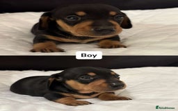 Miniature Dachshund dogs for sale: *REDUCED* KC Miniature dachshunds carry cream🧬 in Greenock - Image 2