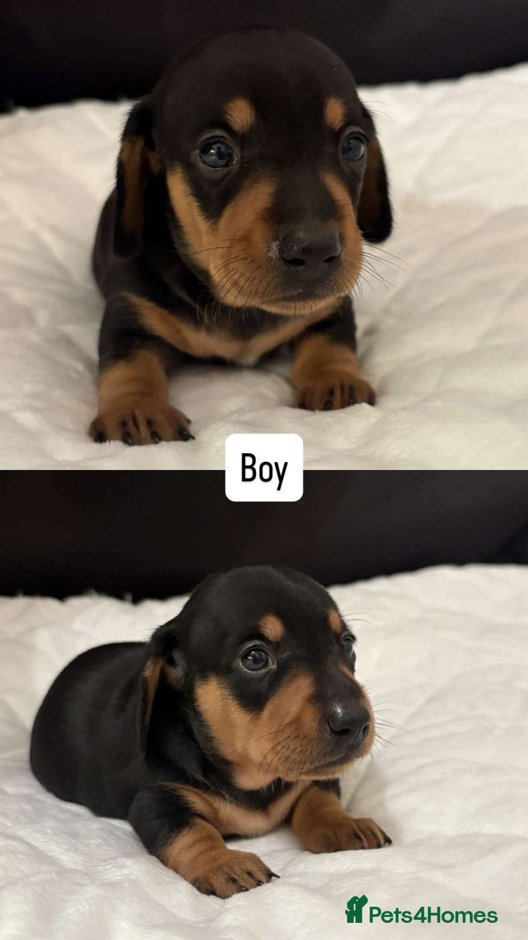 Miniature Dachshund dogs for sale: *REDUCED* KC Miniature dachshunds carry cream🧬 in Greenock - Image 2
