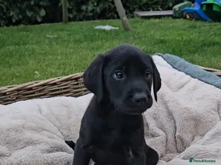 Labrador Retriever dogs Beautiful Labrador Puppies Available now - Advert 1