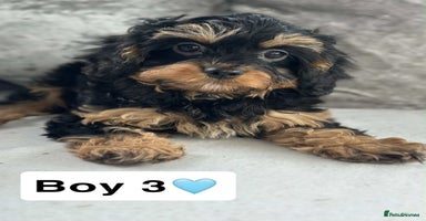 Cavapoo dogs - Advert 10