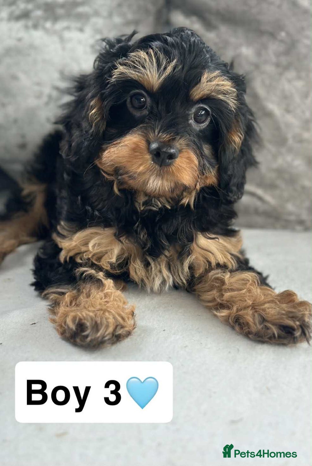 Cavapoo dogs for sale: Stunning DNA CAVAPOO puppies - Image 3