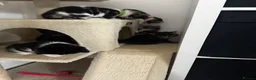 Mixed Breed cats for sale: Six Adorable Playful Kittens Looking For Homes - Advert 3
