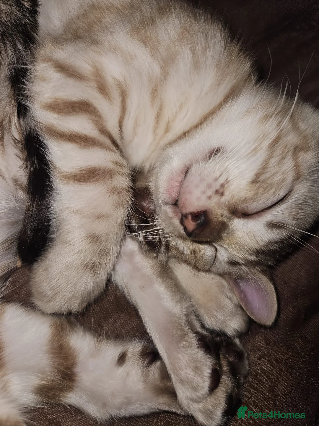 Bengal cats for sale: Snow and brown bengal kittens - Advert 2