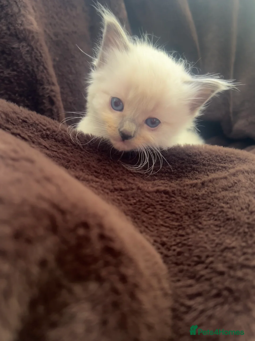 Ragdoll cats for sale: Beautiful Kittens Ragdoll - Advert 2