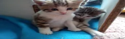 Mixed Breed cats for sale: Three 8 Weeks Old Female Kittens in Romford - Advert 3
