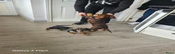 Dachshund dogs for sale: TWO DAUSHUNDS - Advert 10
