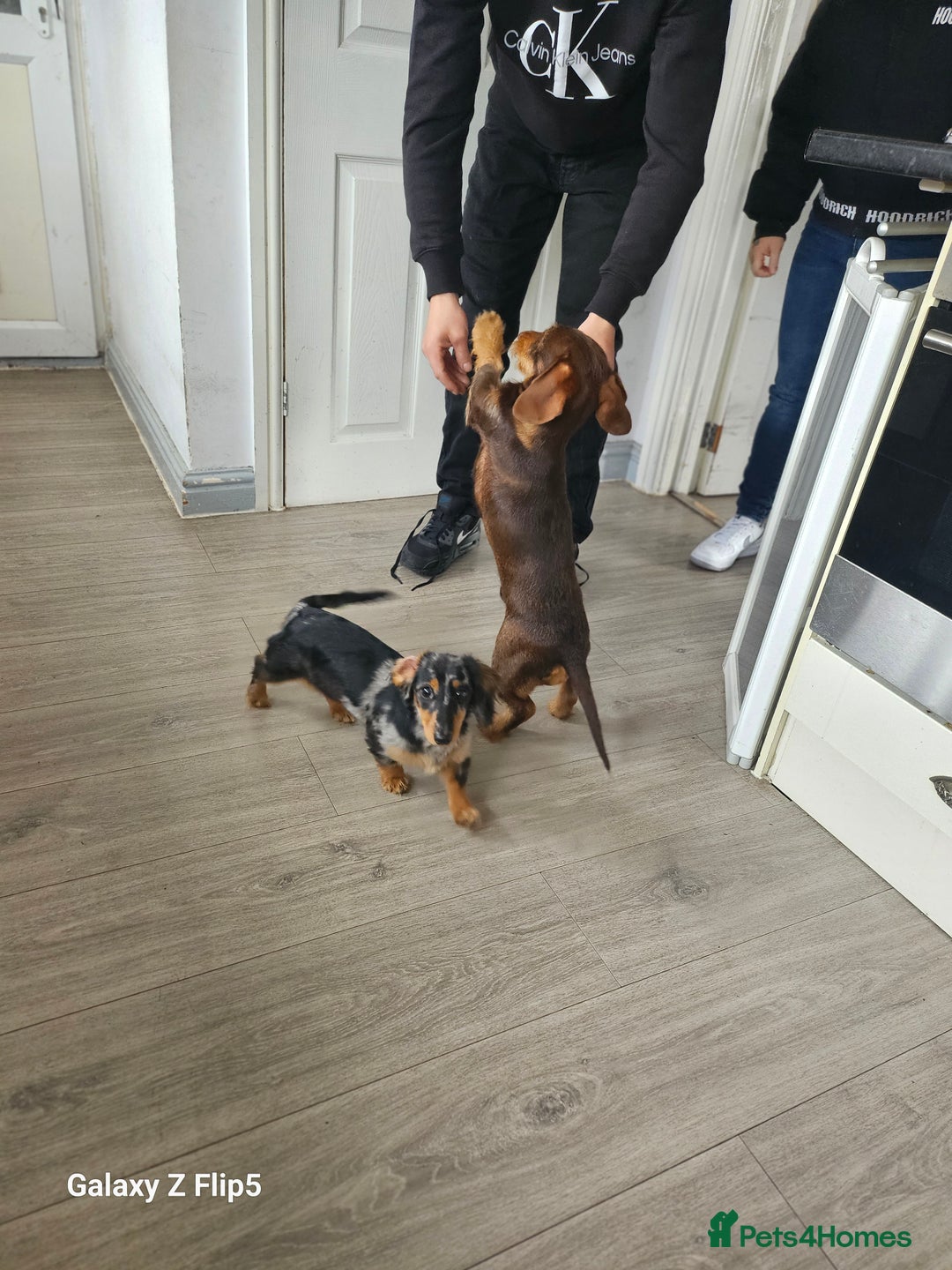 Dachshund dogs for sale: TWO DAUSHUNDS - Image 10
