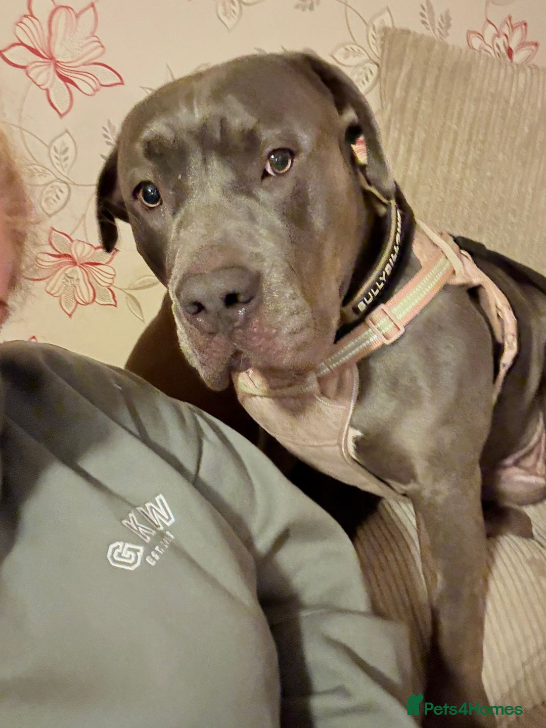 Cane Corso dogs for sale: Free female cane corso - Advert 4