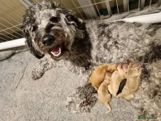 Cockapoo dogs Cckapoo puppies looking for their forever homes - Advert 3