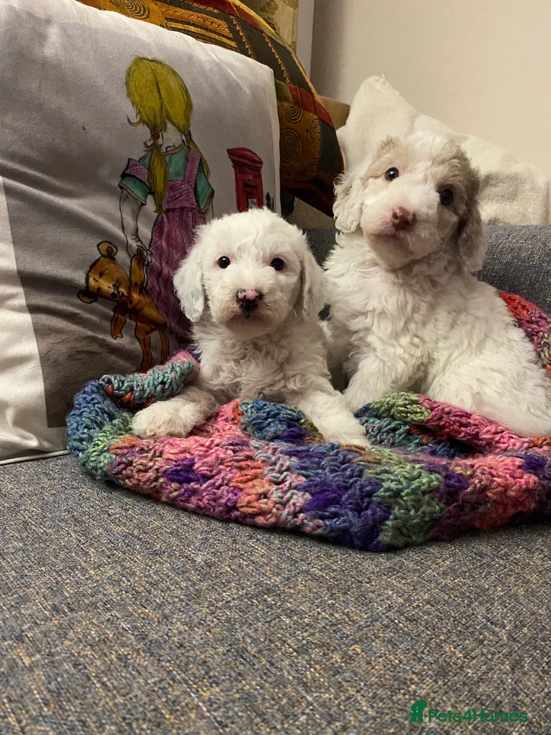 Mixed Breed dogs for sale: Australian Labradoodle Puppies - Advert 3