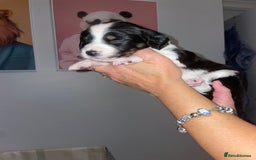 Mixed Breed dogs for sale: Sprollie Puppies  - Image 25