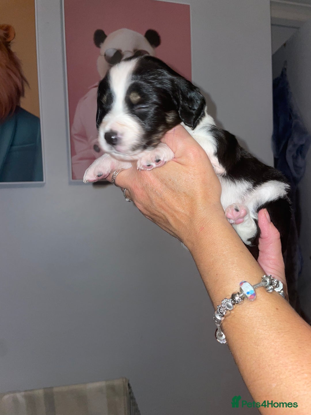 Mixed Breed dogs for sale: Sprollie Puppies  - Image 25