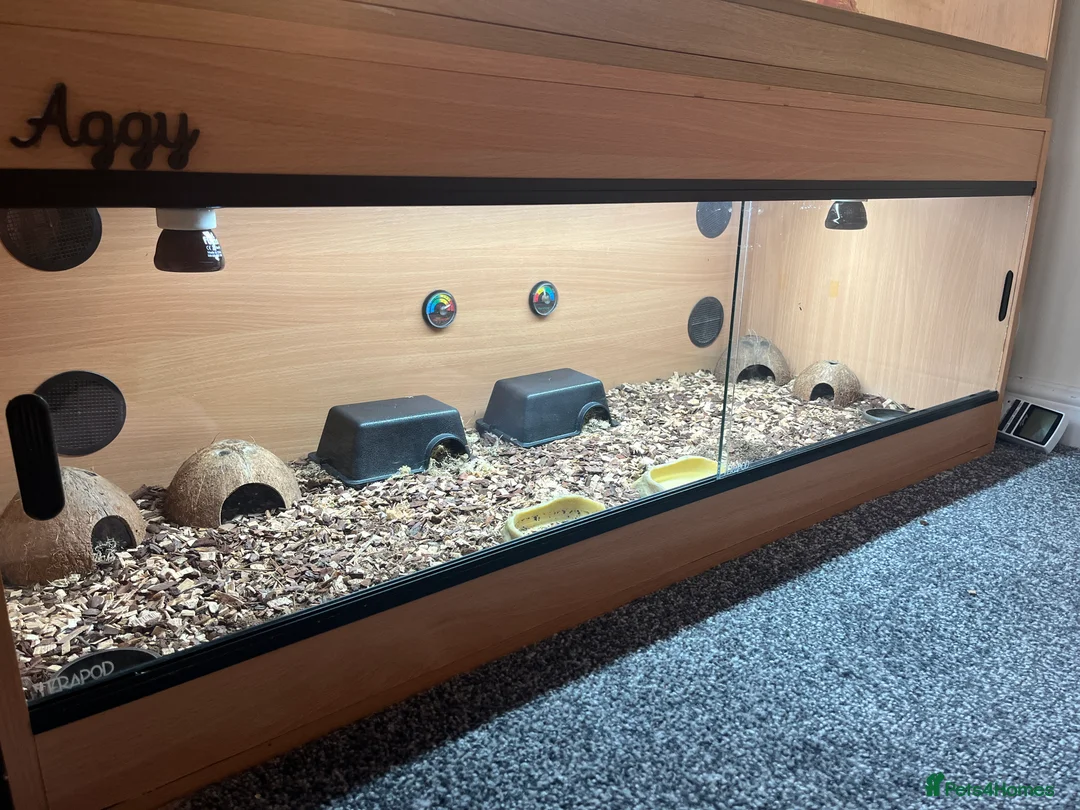 Gecko reptiles for sale: African fat tailed gecko - Advert 3