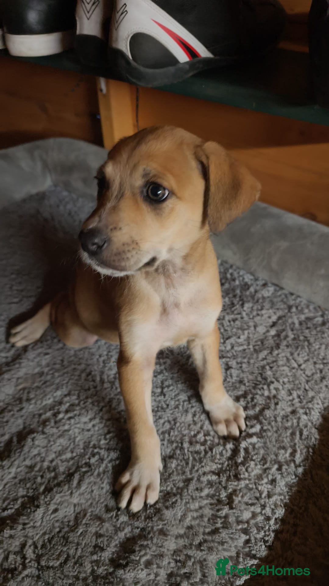 Mixed Breed dogs for sale: German Staffy Litter Available 12/10/25 - Image 10