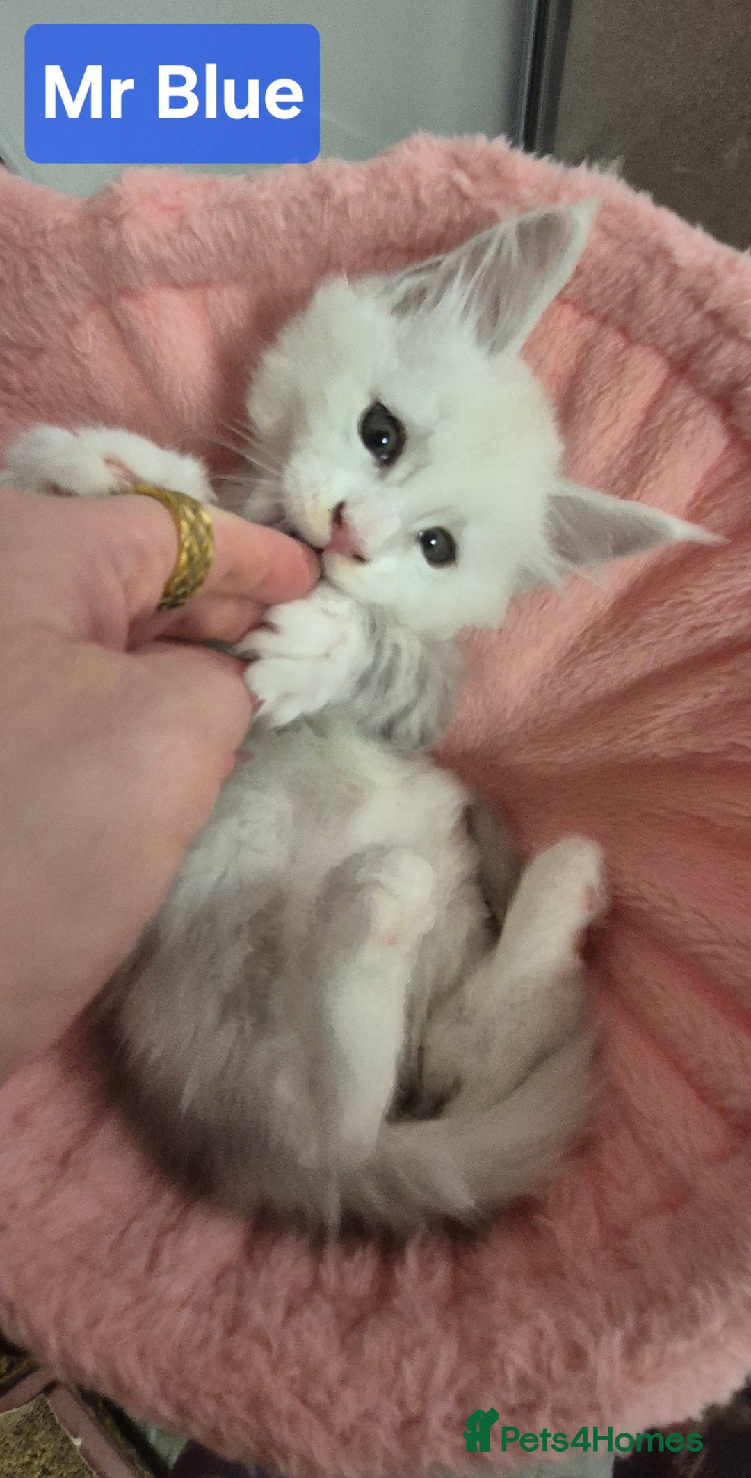 Maine Coon cats for sale: GCCF Pedigree Maine Coon Shaded Kittens - Advert 17