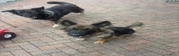 German Shepherd dogs for sale: 2 beautiful German Shepherd sisters - Advert 8