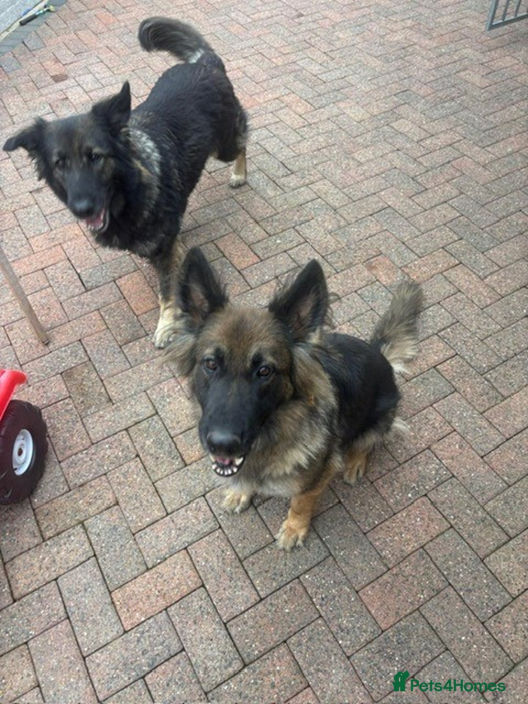 German Shepherd dogs for sale: 2 beautiful German Shepherd sisters - Advert 8