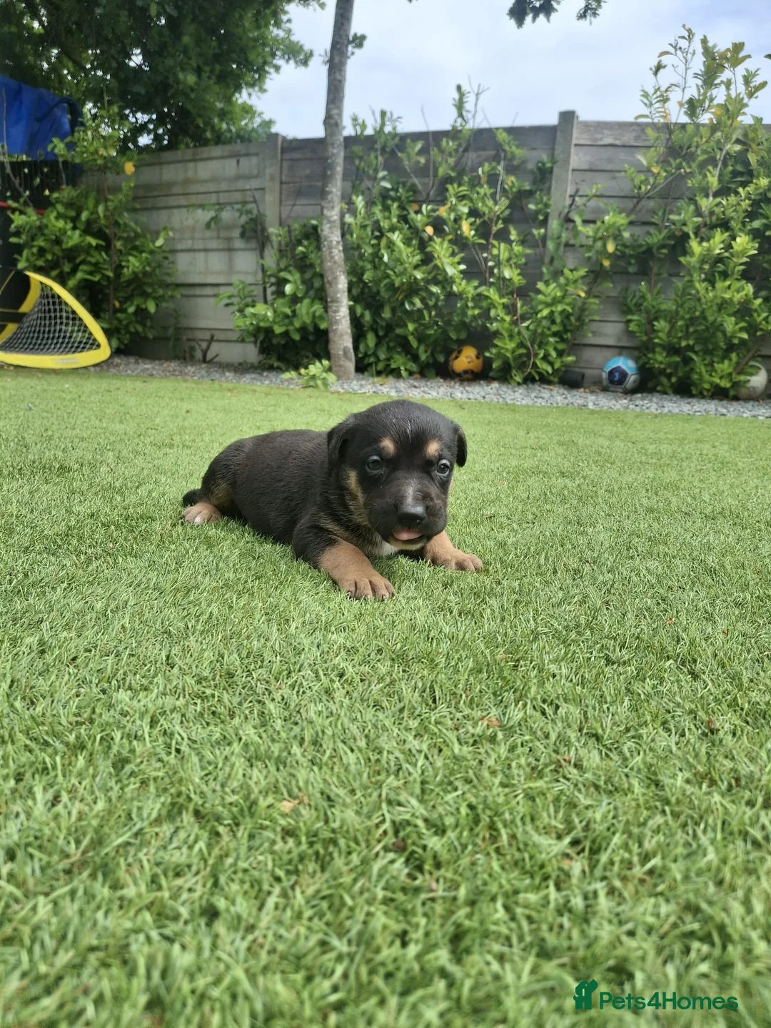 German Shepherd dogs for sale: EXCELLENT SHEPHERD PUPPIES  - Advert 16