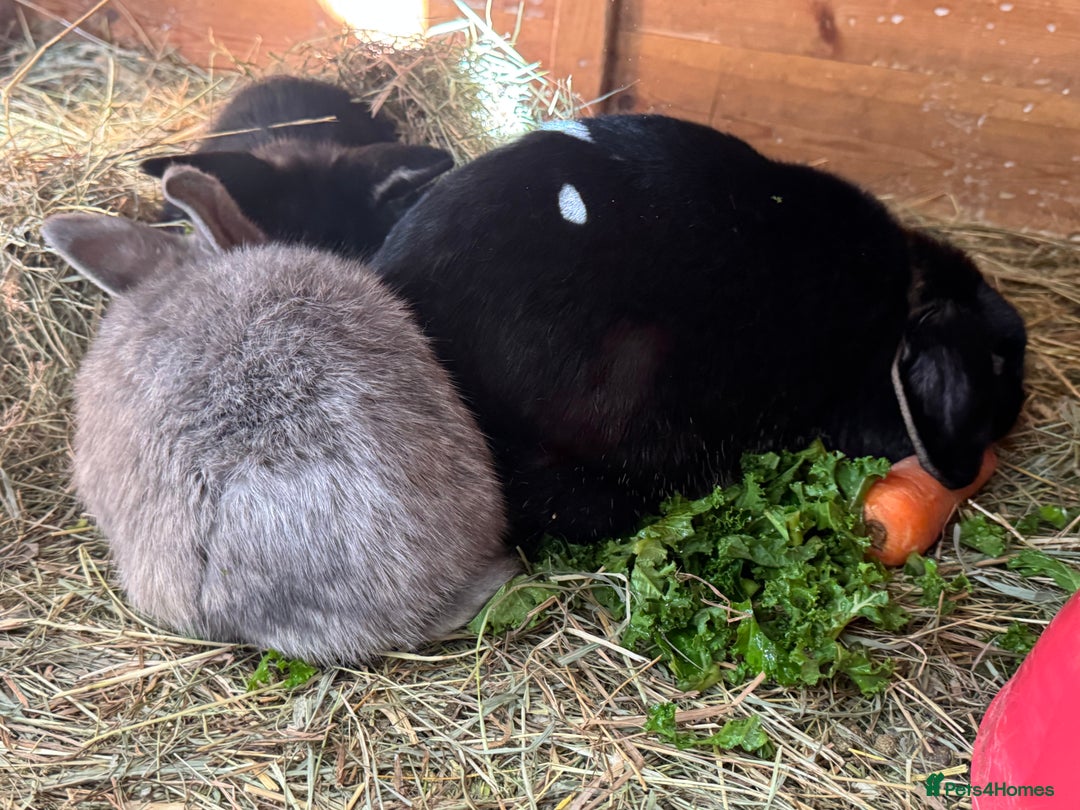 French Lop rabbits for sale: Beautiful Miniature Lop Does - Advert 3