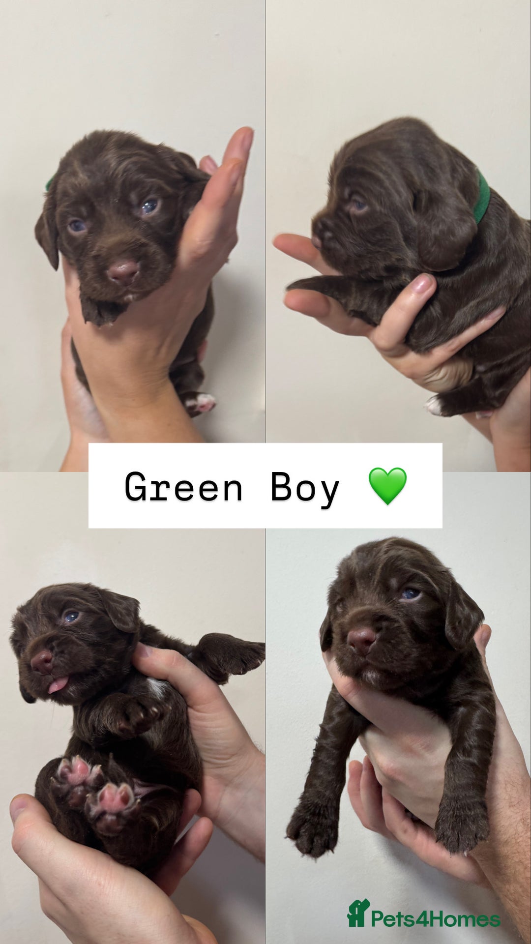 Sprocker dogs for sale: Gorgeous Sprocker Puppies Looking for 5* Homes - Advert 7