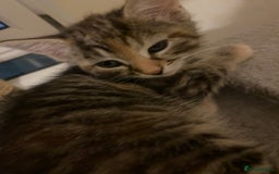 Domestic Shorthair cats for sale: 3 females looking home  - Image 5