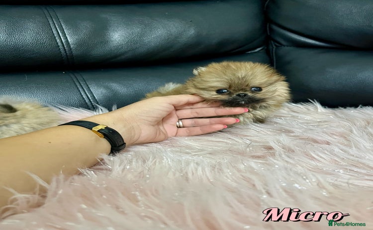Pomeranian dogs - Advert 4