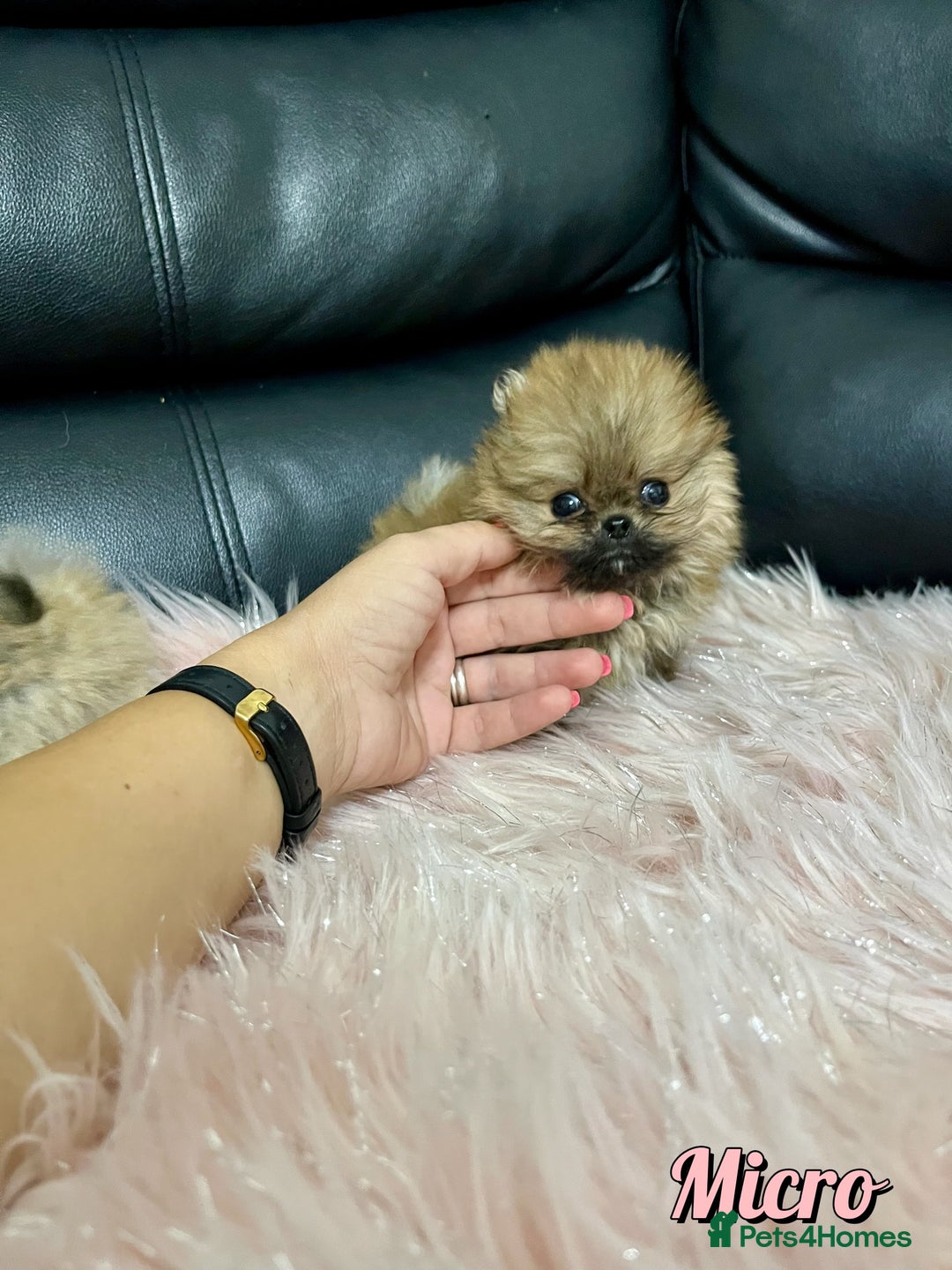Pomeranian dogs for sale: 🔥Very Tiny🧸 Top Quality  - Image 5
