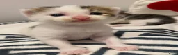Mixed Breed cats for sale: Beautiful Female Kittens ♥️ - Advert 2
