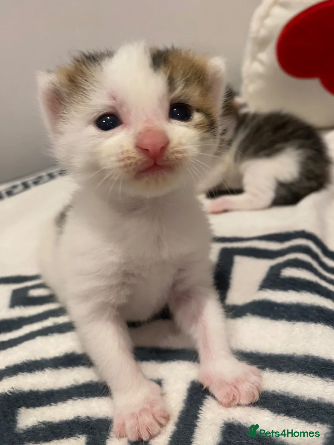 Mixed Breed cats for sale: Beautiful Female Kittens ♥️ - Advert 2