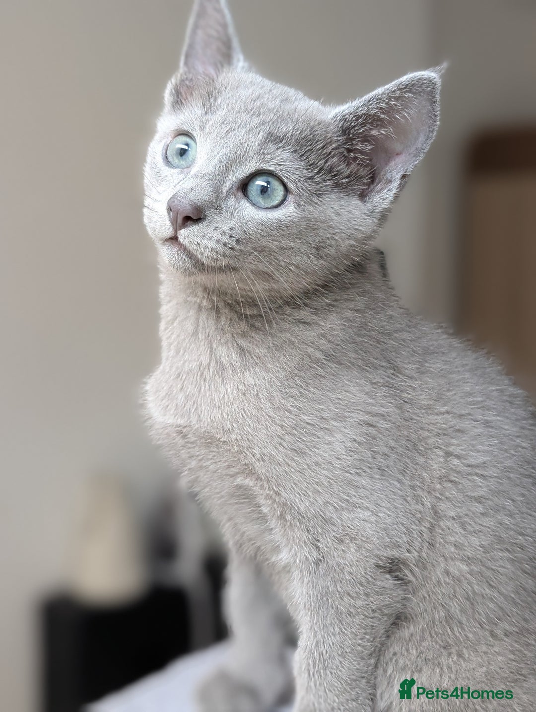 Russian Blue cats for sale: Russian Blue - last boy available  - Image 5