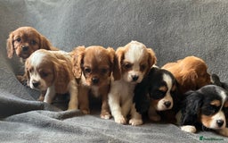 King Charles Spaniel dogs for sale: King Charles cavalier puppies 3 girls 4 boys - Advert 6