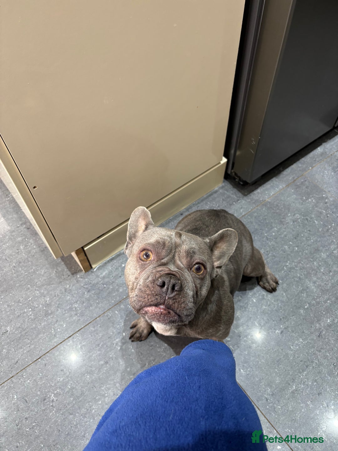 French Bulldog dogs for sale: Frenchie girl 4 years old  - Advert 6