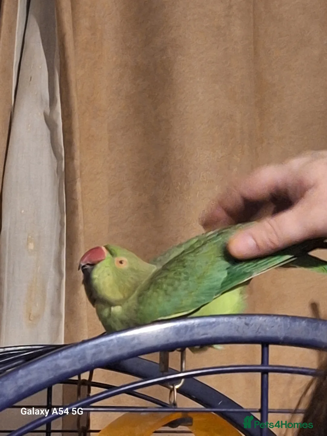 Parakeets birds for sale: Beautiful Indian ring neck parakeet  in Ammanford - Advert 2