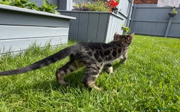 Bengal cats for sale: Bengal Kittens For Sale (Ready To Go - 1 left) - Image 7