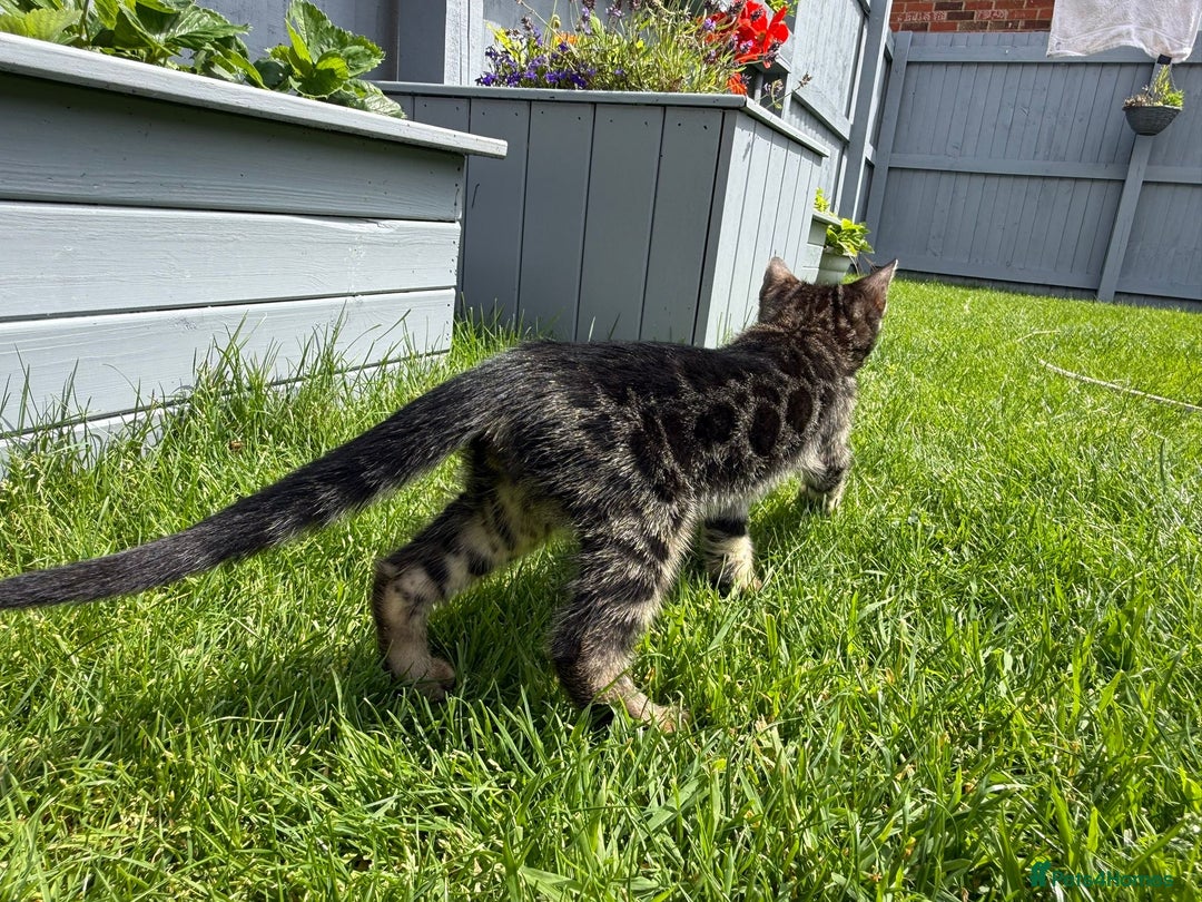Bengal cats for sale: Bengal Kittens For Sale (Ready To Go - 1 left) - Image 7