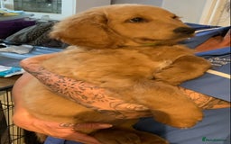 Double Doodle dogs for sale: Beautiful rare litter of Double Doodles - Image 9