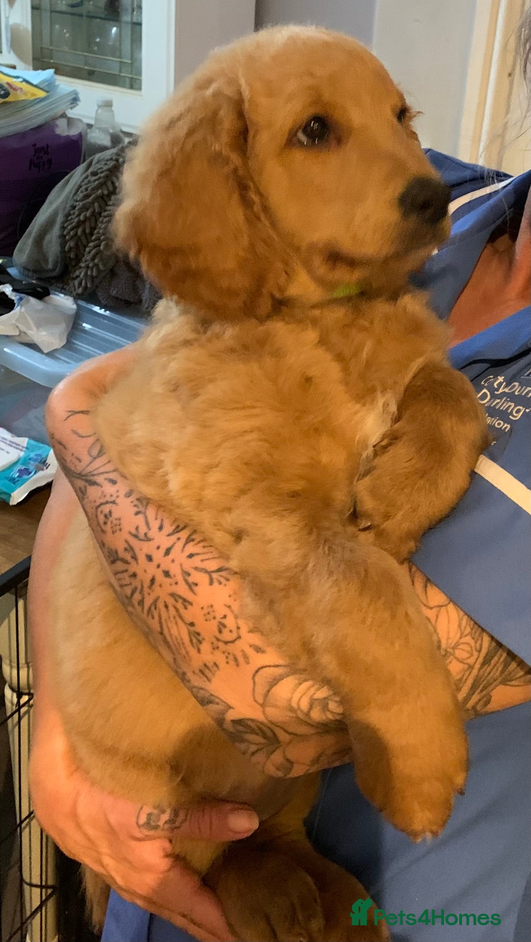 Double Doodle dogs for sale: Beautiful rare litter of Double Doodles - Image 9