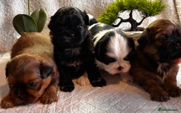 Shih Tzu dogs for sale: ♥️ Adorable Shih Tzu Puppies FoR sALe ♥️ - Image 2