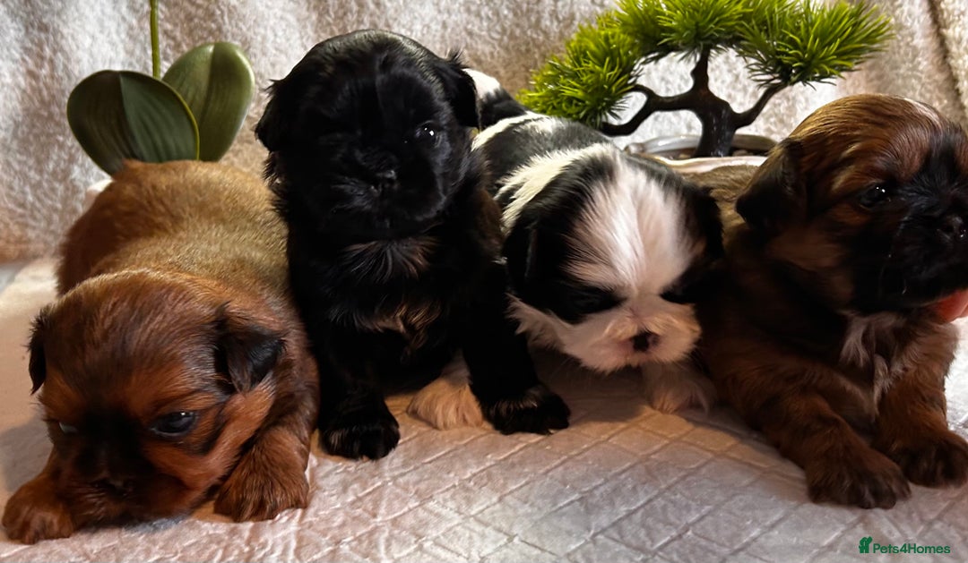 Shih Tzu dogs for sale: ♥️ Adorable Shih Tzu Puppies FoR sALe ♥️ - Image 2