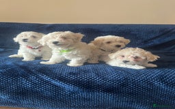 Bichon Frise dogs for sale: 4 adorable bichon puppy’s  - Image 1