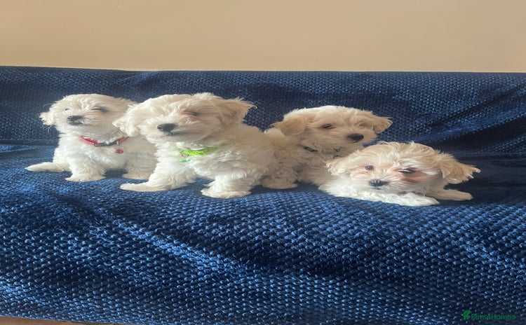 Bichon Frise dogs - Advert 1