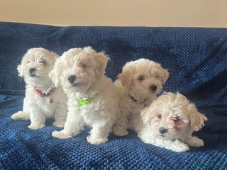 Bichon Frise dogs - Advert 3