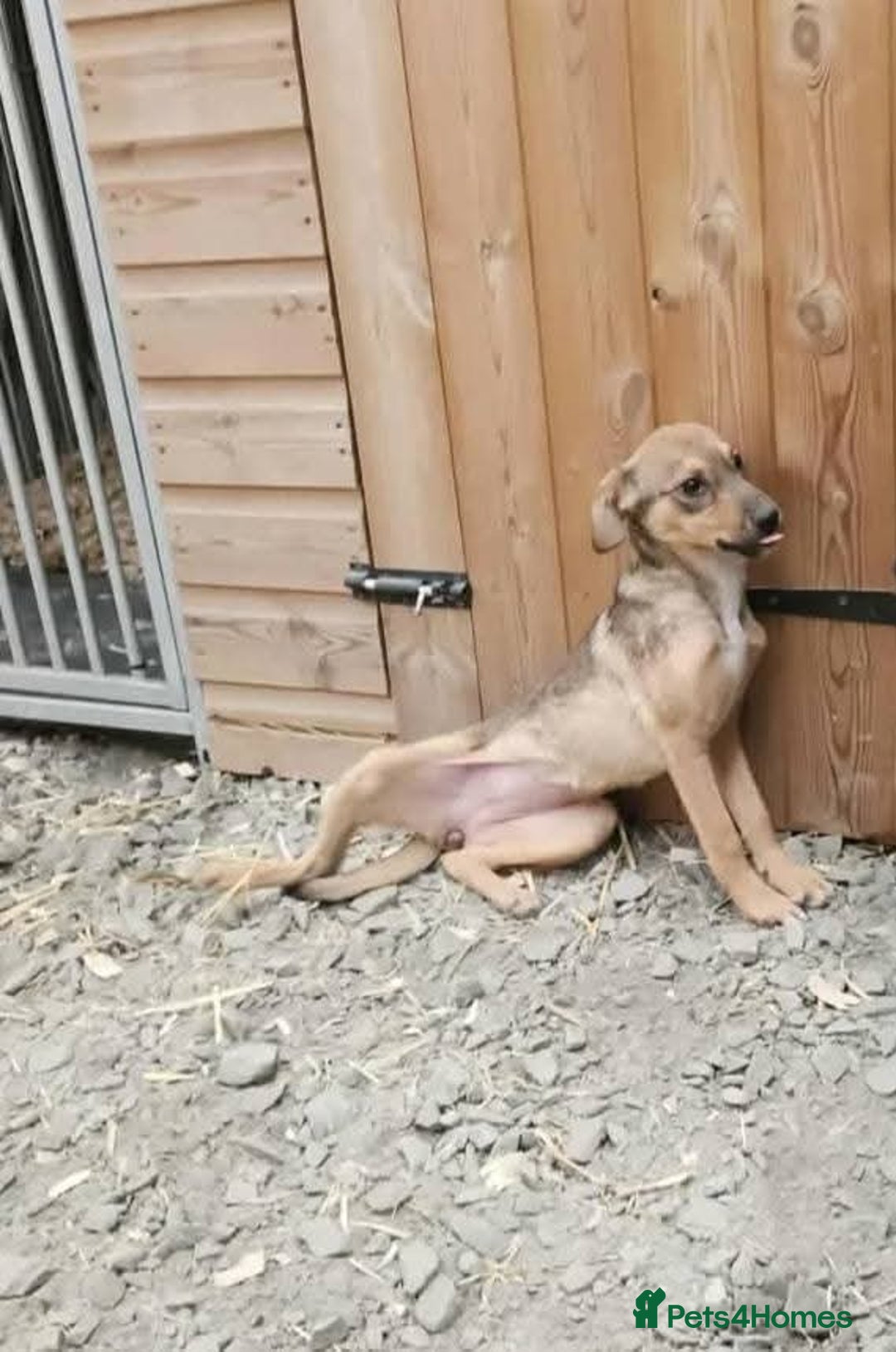 Mixed Breed dogs for adoption: Meet Rossie, currently residing in Essex  - Image 3