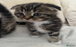 Mixed Breed cats for sale: Scottish fold mixed breed - Image 15